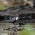 Wasseramsel im Bach ...