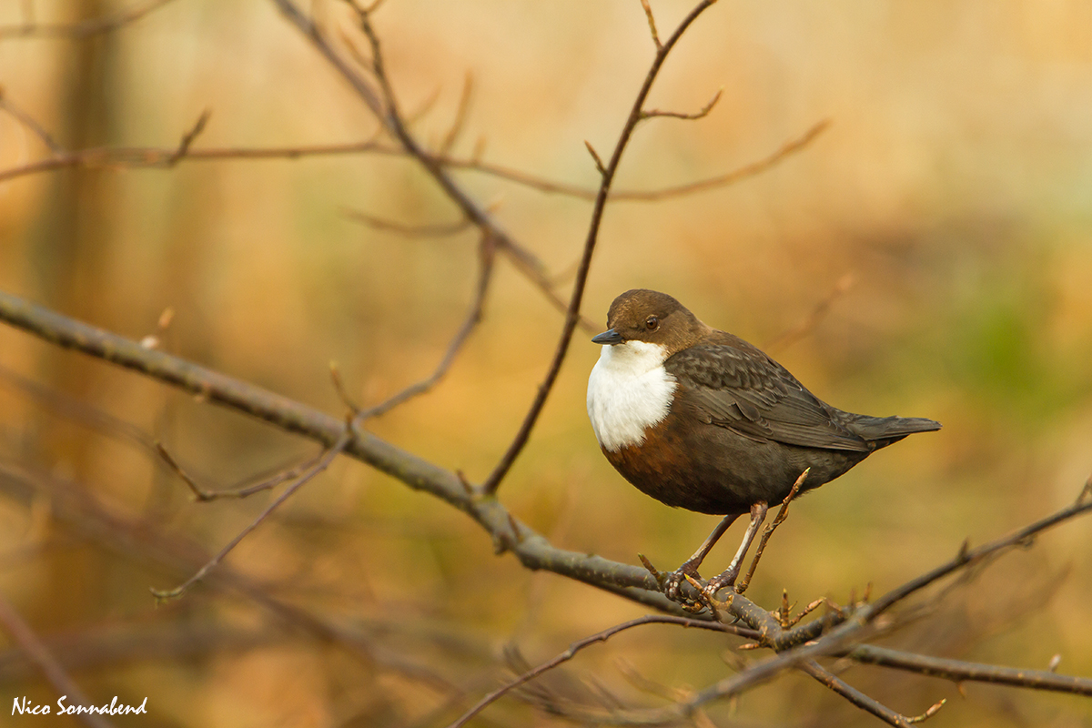 wasseramsel im baum