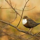 wasseramsel im baum