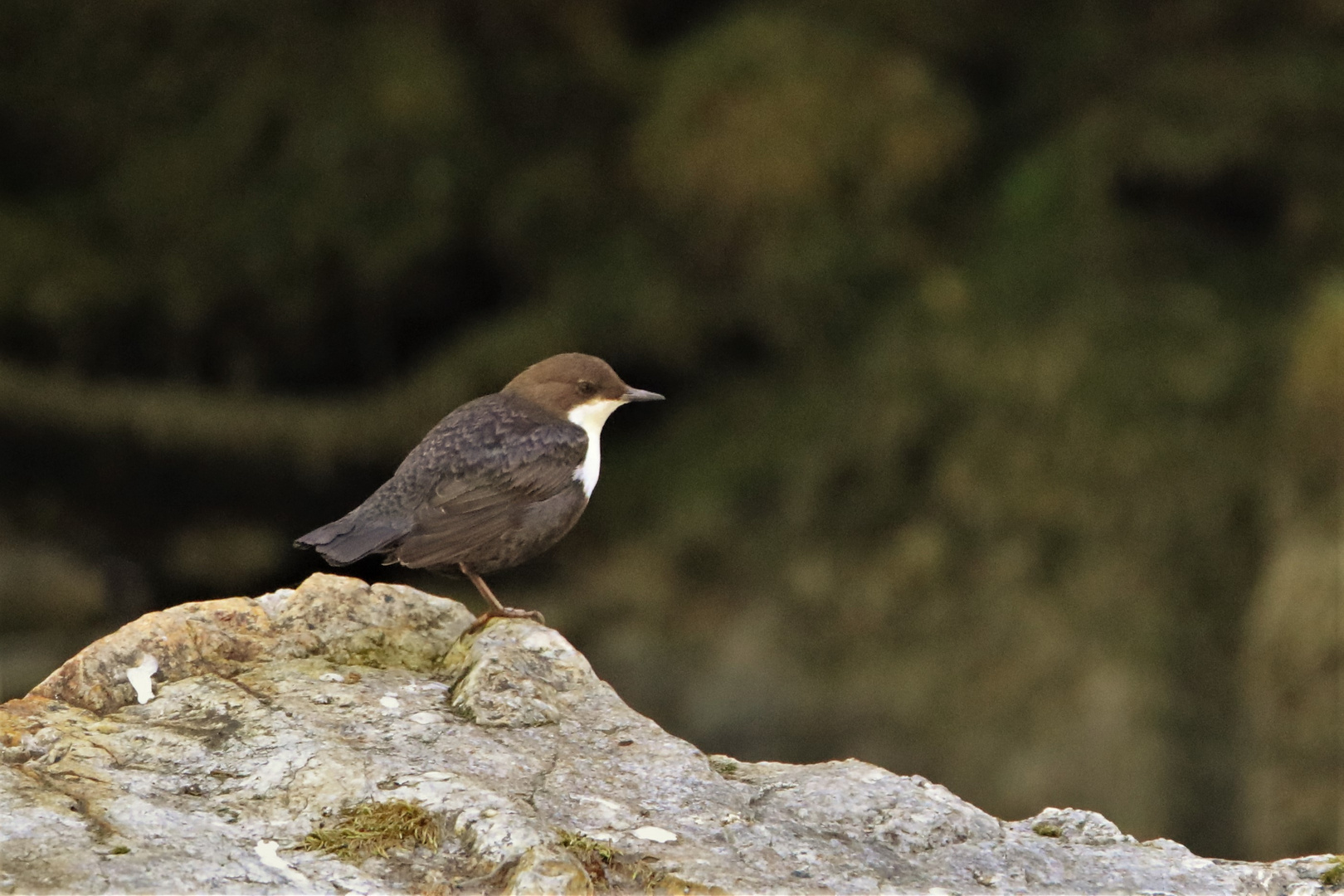 Wasseramsel im Bode-Tal