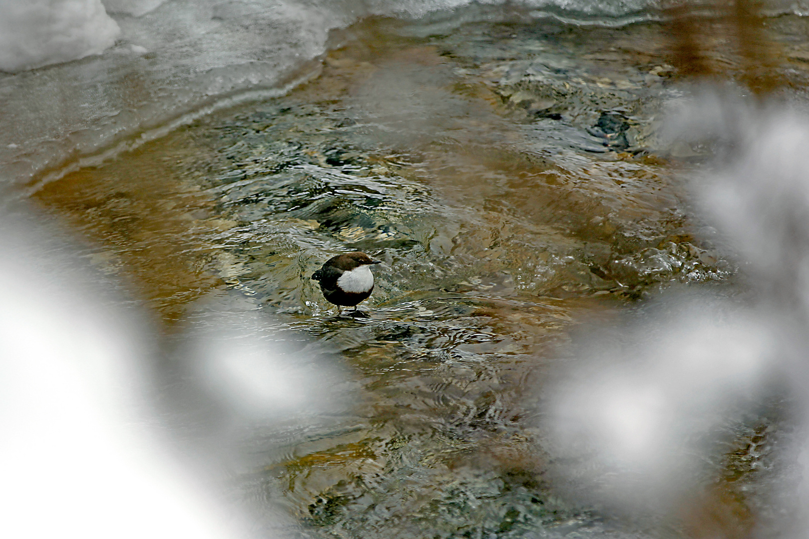 Wasseramsel im eiskalten Bergbach