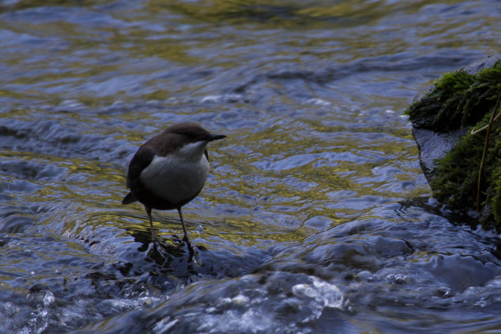 Wasseramsel im Eistobel bei Isny