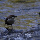 Wasseramsel im Eistobel bei Isny