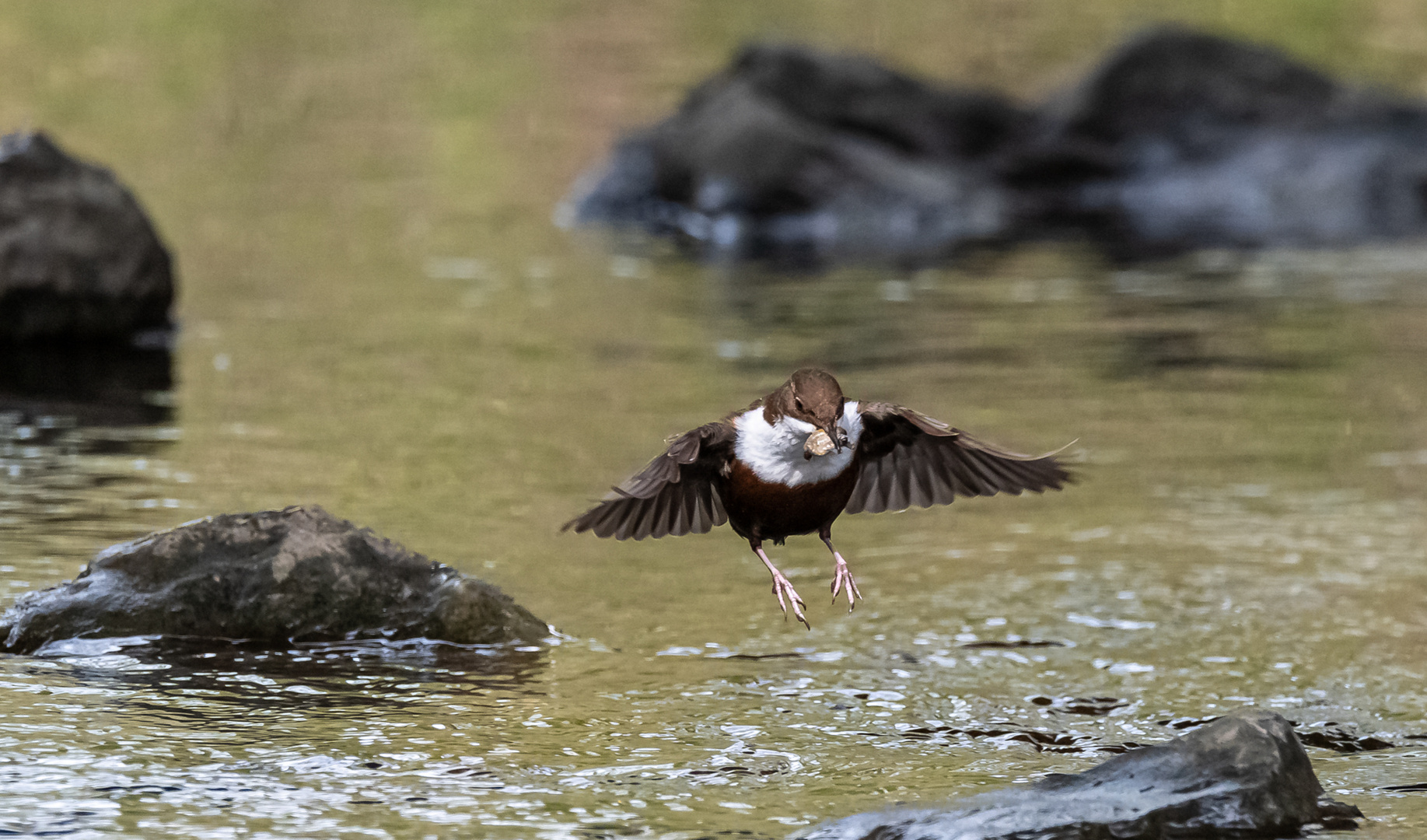 Wasseramsel im Flug ...