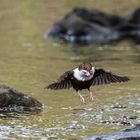 Wasseramsel im Flug ...