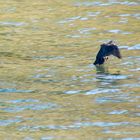 Wasseramsel im Flug