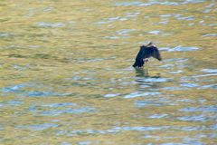 Wasseramsel im Flug