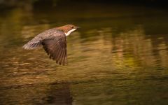 Wasseramsel im Flug