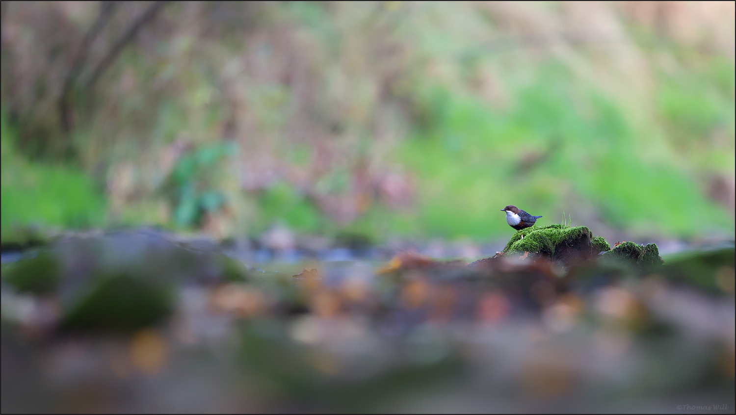 [  Wasseramsel im Flussbett  ]