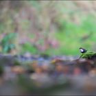 [  Wasseramsel im Flussbett  ]