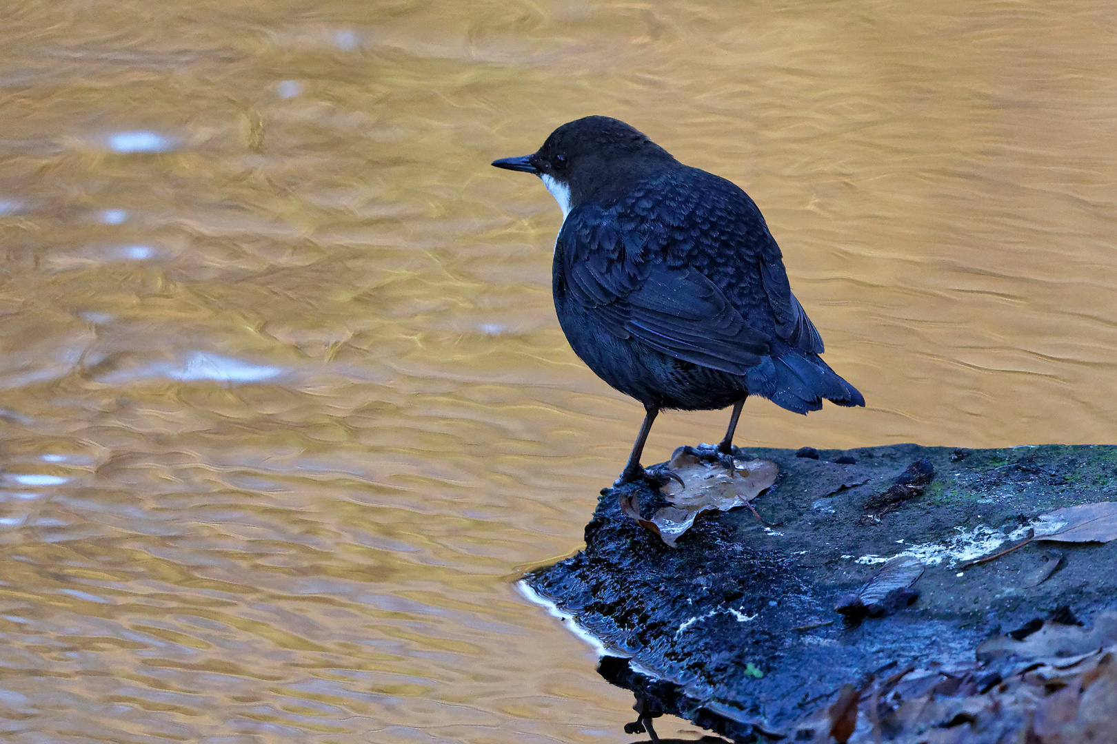 Wasseramsel im Gegenlicht 0526