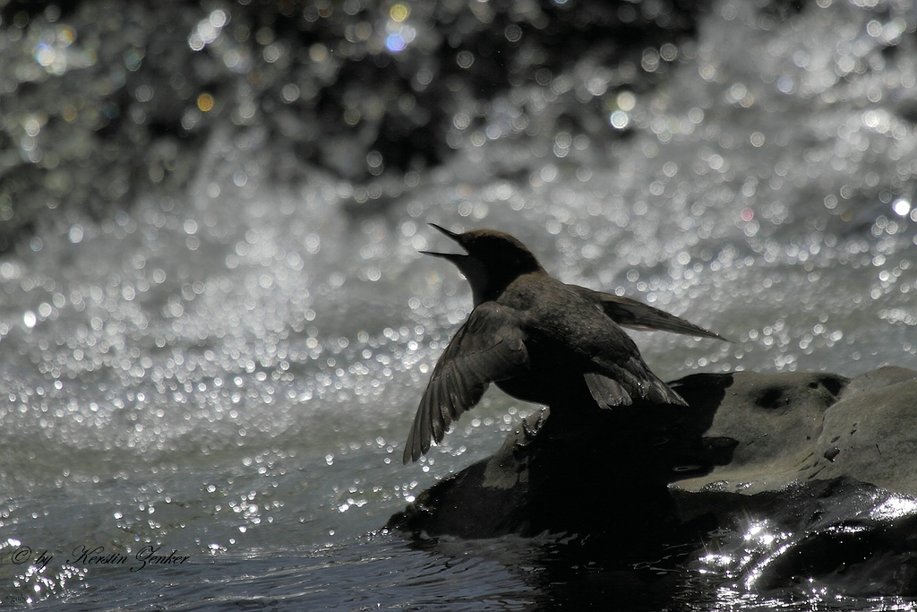 Wasseramsel im Gegenlicht