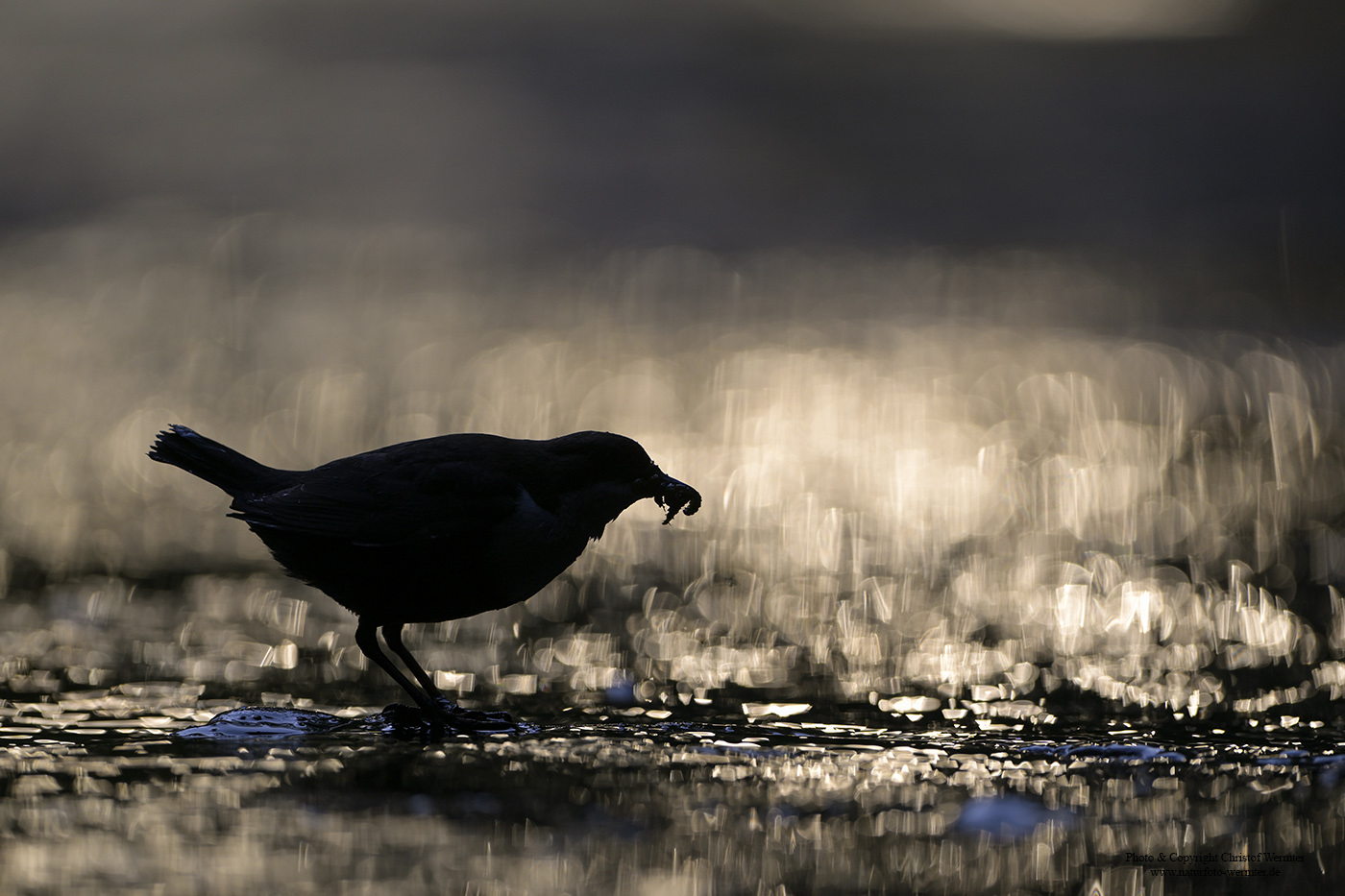 Wasseramsel im Gegenlicht