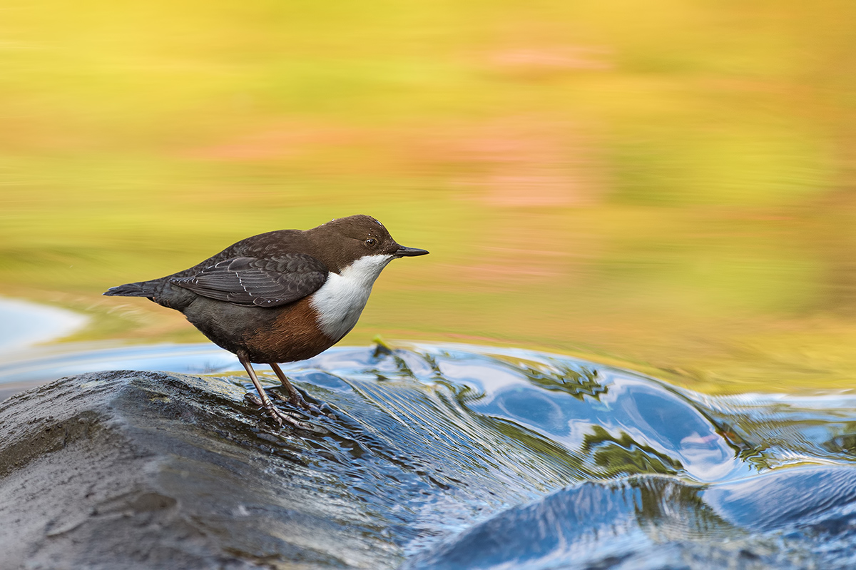 Wasseramsel im goldenen Licht