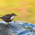 Wasseramsel im goldenen Licht