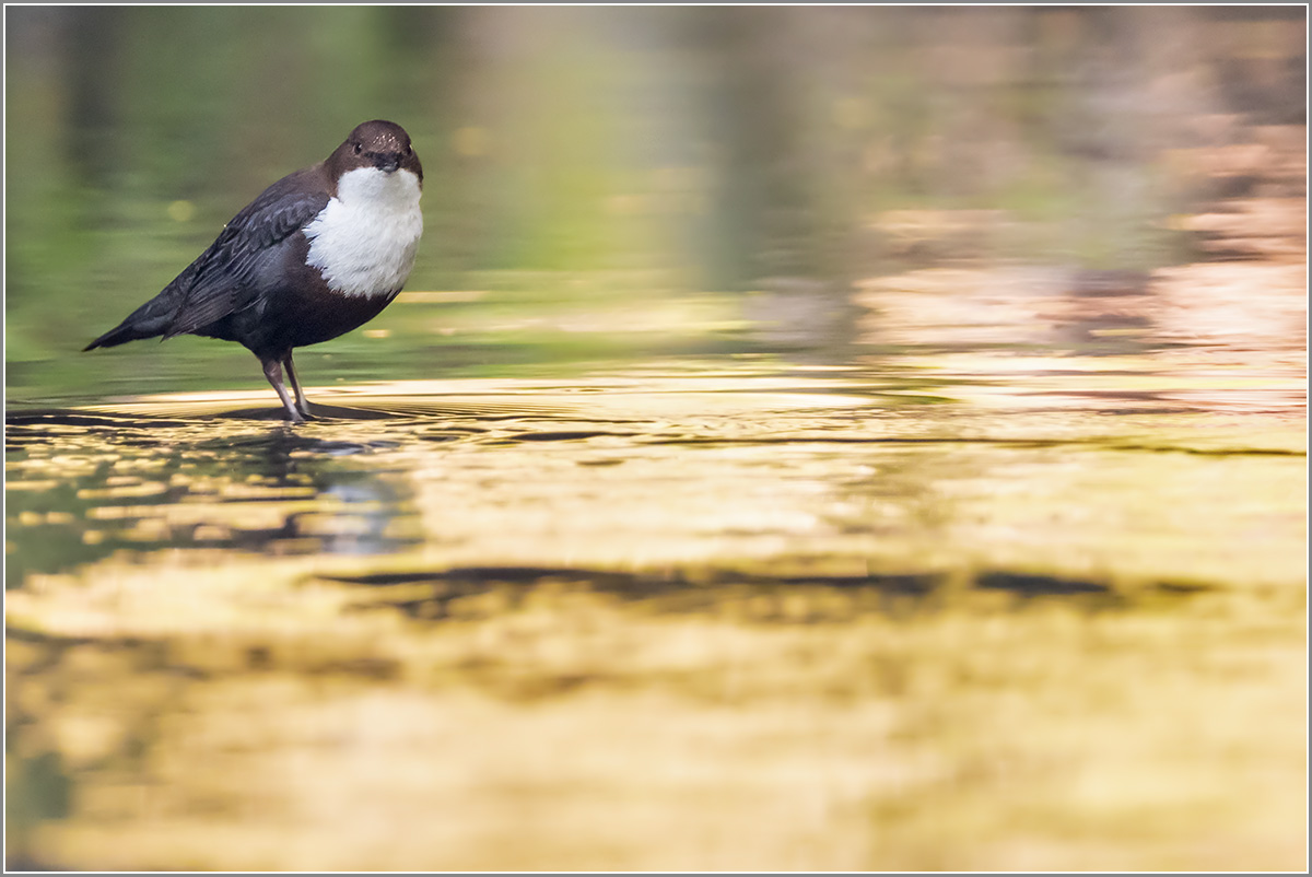 Wasseramsel  |  im goldenen Wasser