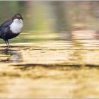 Wasseramsel  |  im goldenen Wasser