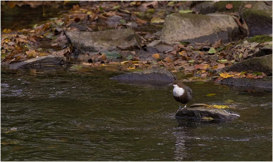 Wasseramsel im Herbst