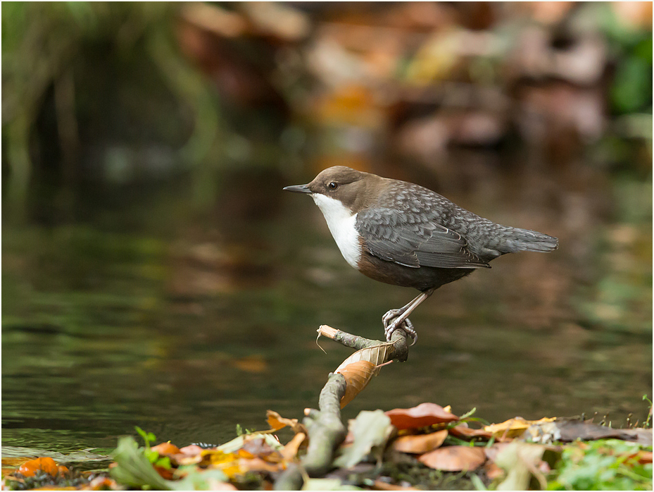 Wasseramsel im Herbst