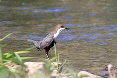 Wasseramsel im Ilmetal