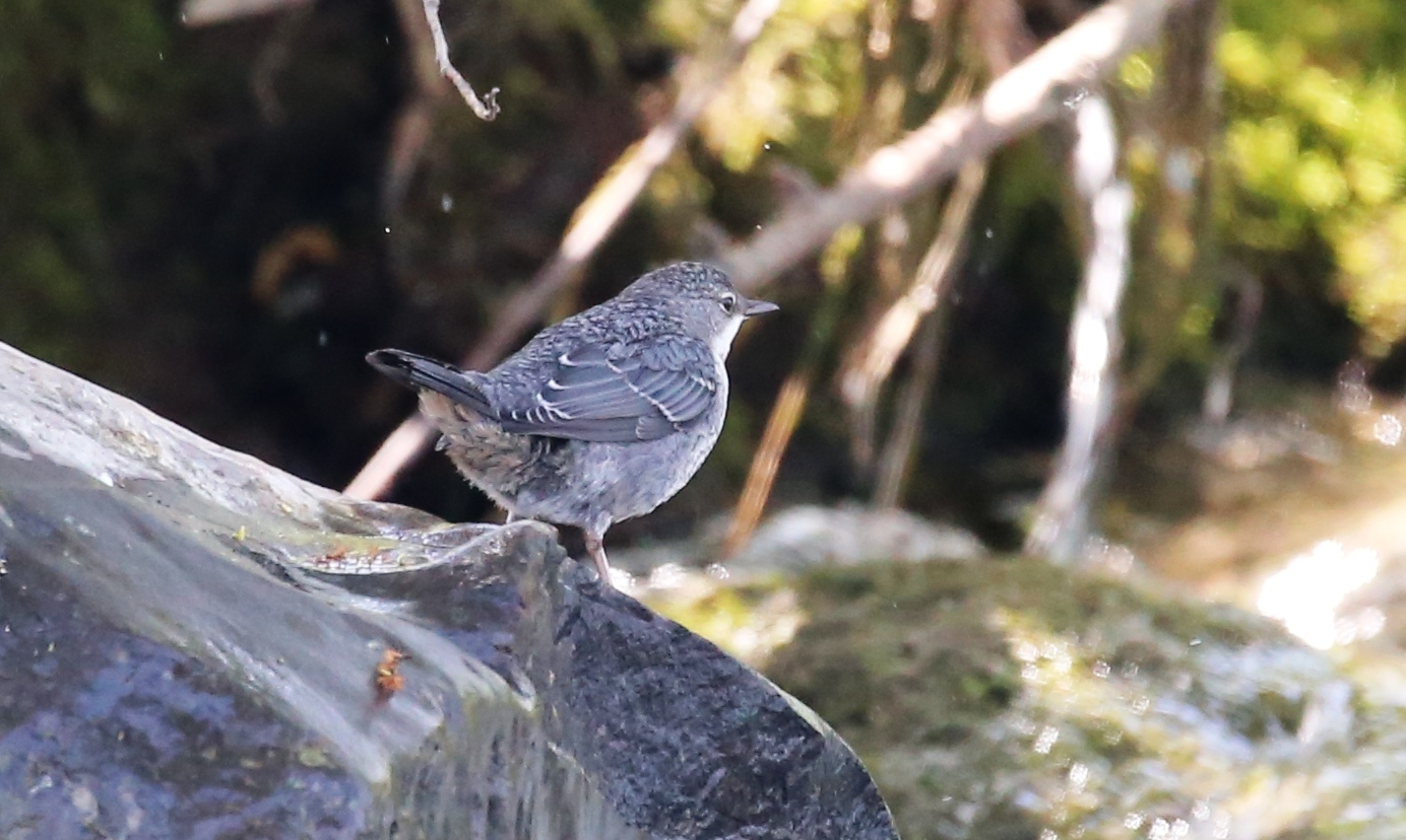 Wasseramsel im Jugendkleid