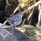 Wasseramsel im Jugendkleid