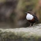 Wasseramsel - im leichten Regen