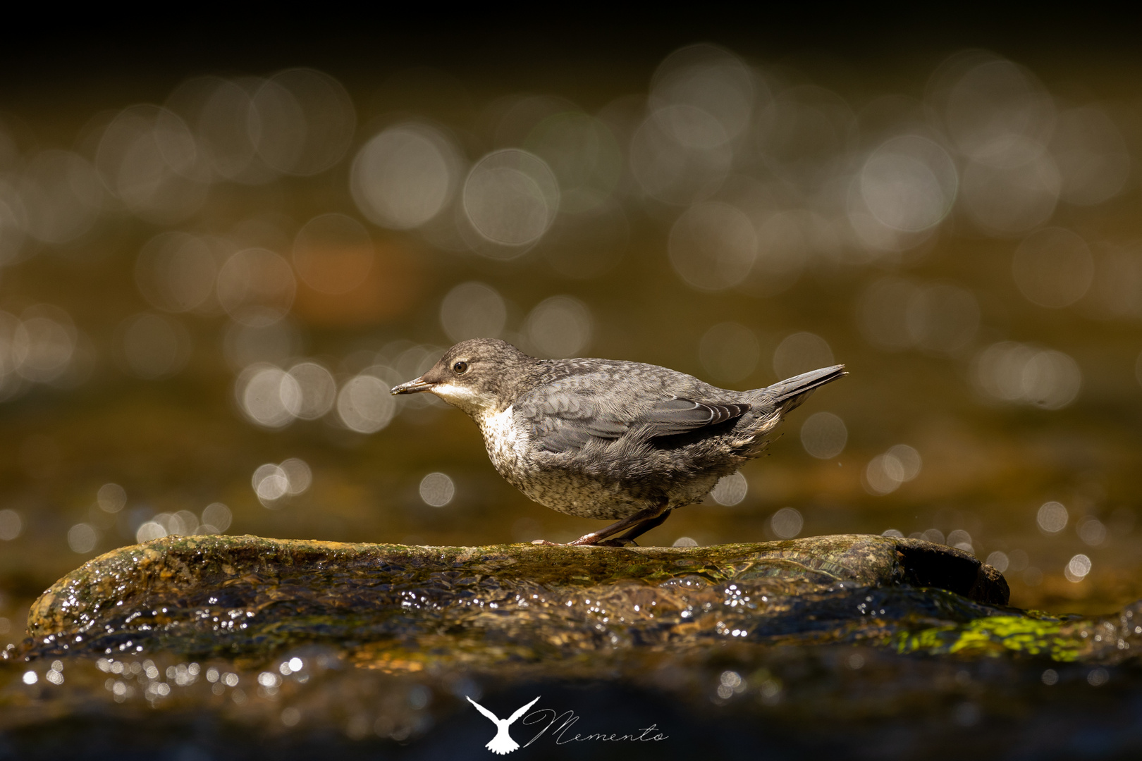 Wasseramsel im Licht