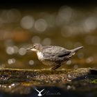 Wasseramsel im Licht