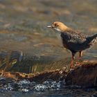 Wasseramsel im Morgenlicht...