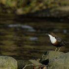 Wasseramsel im Münsterland