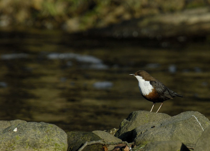 Wasseramsel im Münsterland