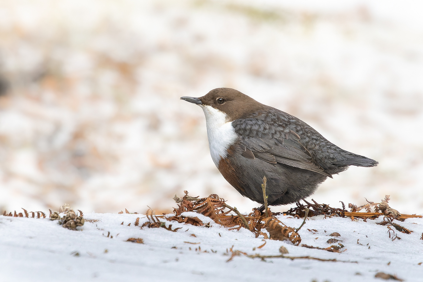 Wasseramsel im Schnee