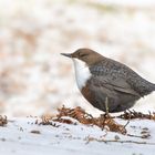 Wasseramsel im Schnee