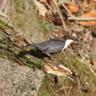 Wasseramsel im Sonnenschein