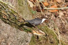 Wasseramsel im Sonnenschein