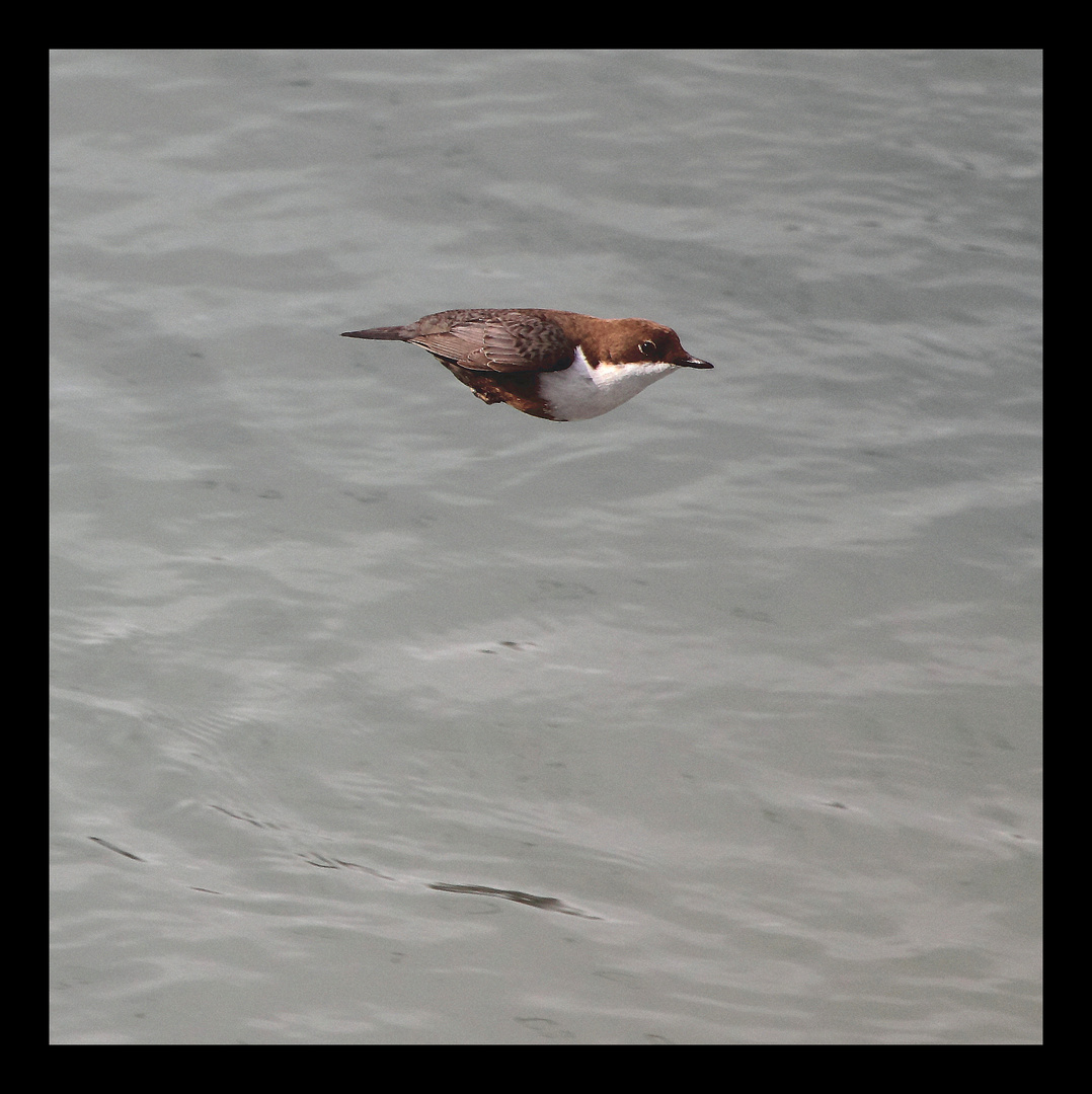 Wasseramsel im Tiefflug