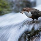 Wasseramsel im Wasserfall