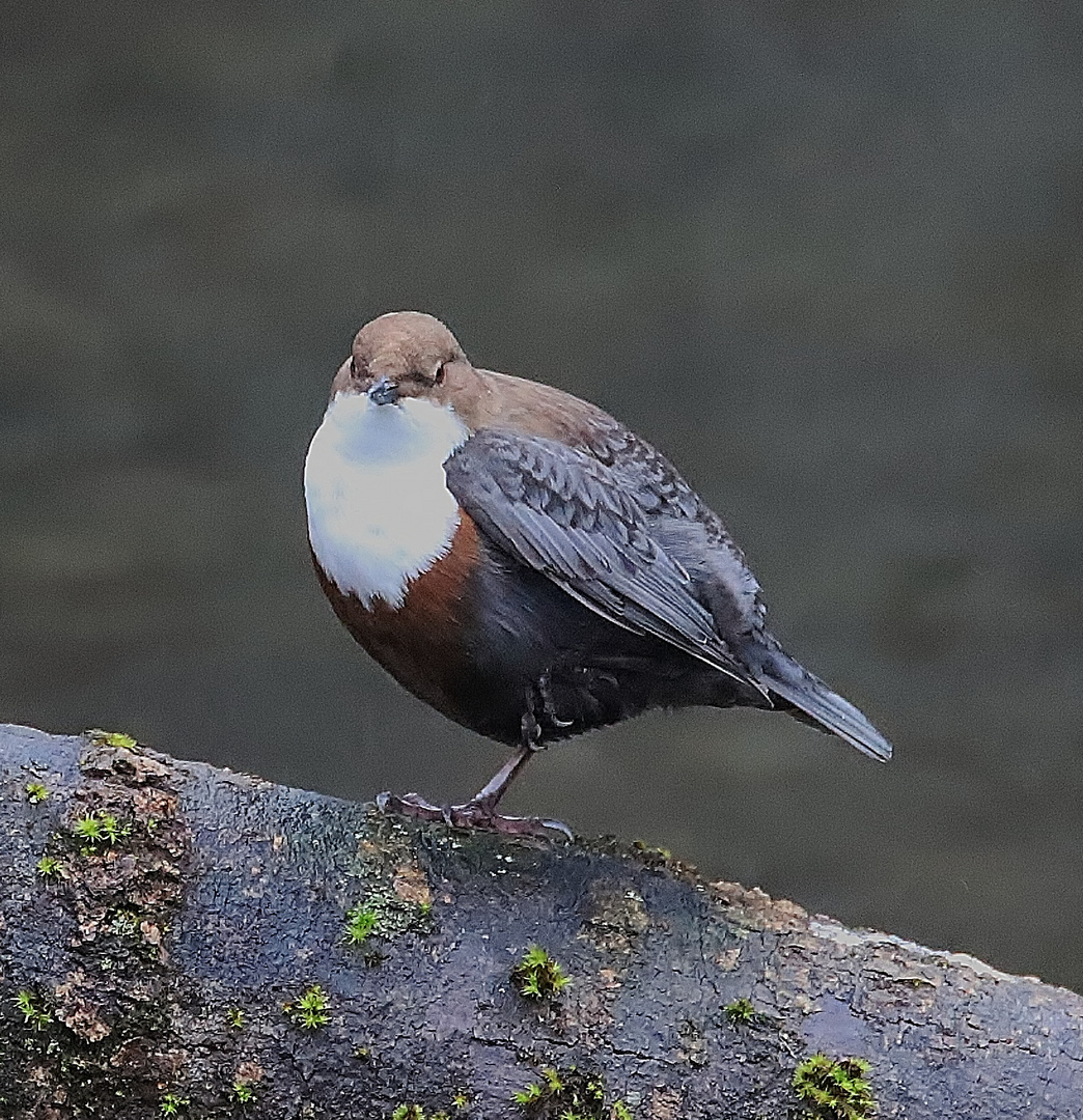 Wasseramsel- Impressionen