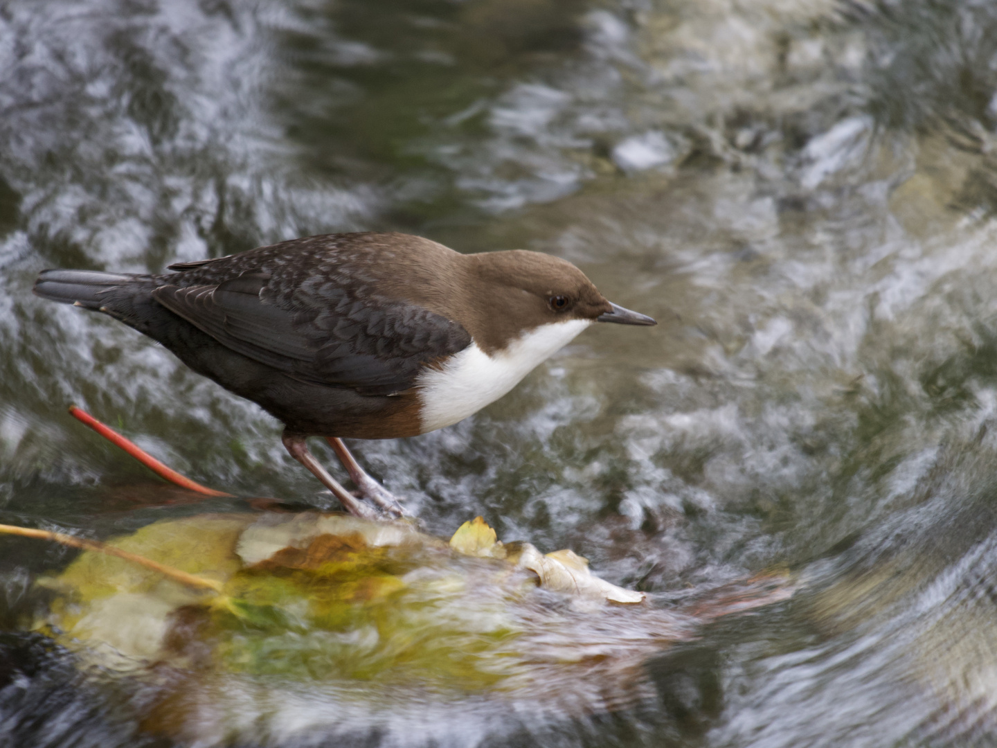 Wasseramsel in action