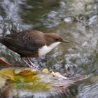 Wasseramsel in action