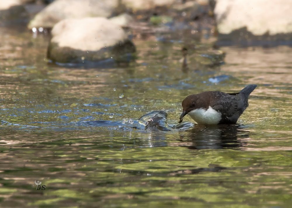 Wasseramsel in Action