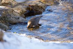 Wasseramsel in Aktion.