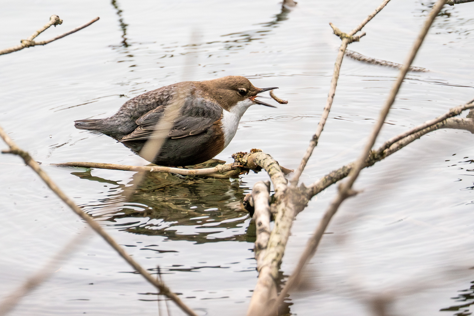 Wasseramsel in Aktion