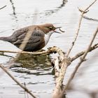 Wasseramsel in Aktion