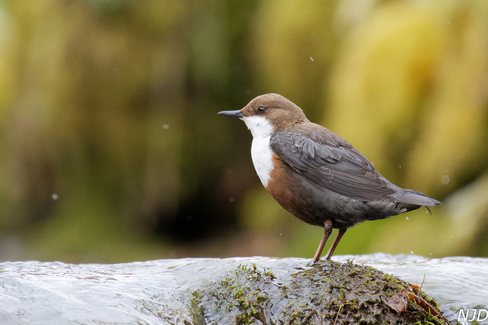 Wasseramsel in der Balz