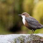 Wasseramsel in der Balz