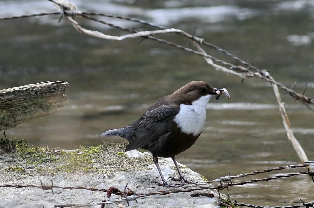 Wasseramsel in der Düssel im Neandertal