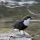 Wasseramsel in der Düssel im Neandertal