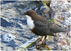 Wasseramsel in der Lahn